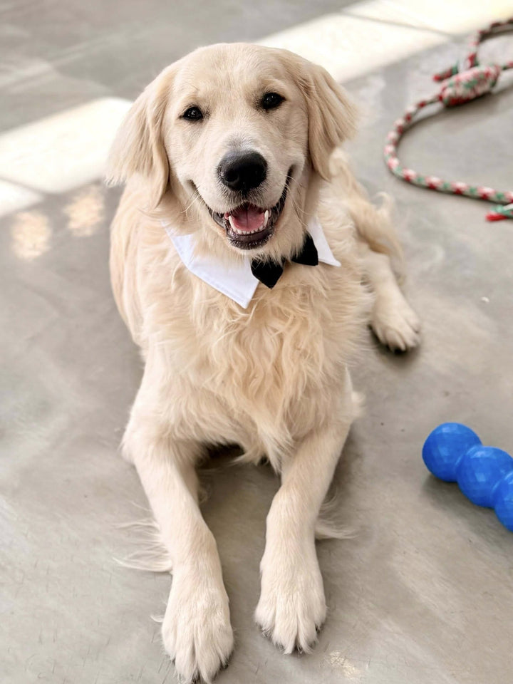 CHANDELLE DE SOYA - Sapin - Une lueur d'espoir pour Benjy Chandelles de soya Caritatif 