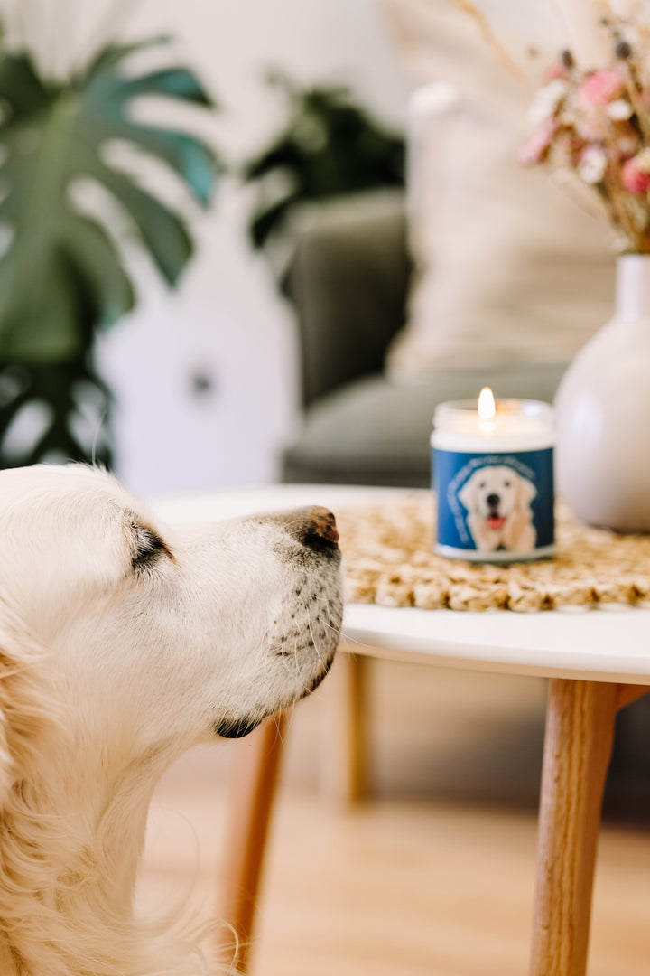 CHANDELLE DE SOYA - Sapin - Une lueur d'espoir pour Benjy Chandelles de soya Caritatif 